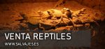 Venta de reptiles