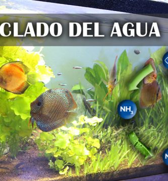 Que es el ciclado del acuario