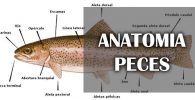 Anatomia de los peces